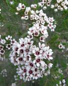 Chamelaucium Wanneroo