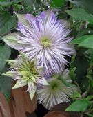 Clematis Crystal Fountain