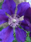 Clematis Jackmanii Superba