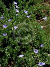 Convolvulus sabatius Full Moon