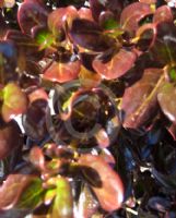 Coprosma Copper Shine