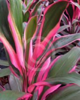 Cordyline fruticosa Apple Blossom