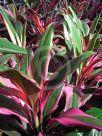 Cordyline fruticosa Apple Blossom