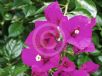 Bougainvillea glabra Magnifica