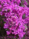 Bougainvillea glabra Magnifica