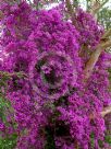 Bougainvillea glabra Magnifica