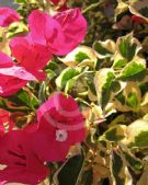 Bougainvillea brasiliensis Raspberry Ice