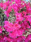 Bougainvillea brasiliensis Raspberry Ice