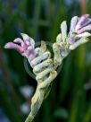 Anigozanthos Bush Diamond