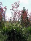 Anigozanthos Gold Fever