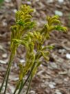 Anigozanthos Bush Dawn