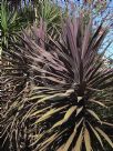 Cordyline australis Red Sensation