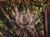 Cordyline australis Red Sensation