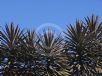 Cordyline australis Red Sensation