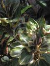 Cordyline fruticosa Miss Andrea