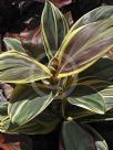 Cordyline fruticosa Miss Andrea