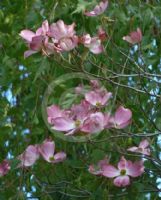 Cornus florida rubra