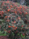 Corymbia ficifolia Orange Splendour