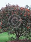 Corymbia ficifolia Orange Splendour