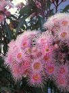 Corymbia Summer Beauty