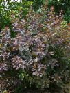 Cotinus coggygria Purpureus