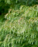 Cryptomeria japonica Elegans