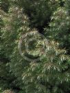 Cryptomeria japonica Elegans