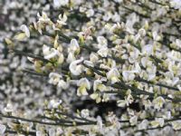 Cytisus praecox Albus