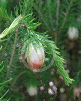 Darwinia wittwerorum