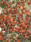 Daviesia physodes