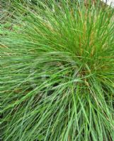 Deschampsia cespitosa alpina