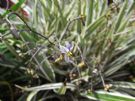 Dianella ensifolia Silver Streak