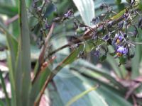 Dianella tasmanica Emerald Arch