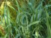 Dianella tasmanica Emerald Arch