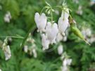 Dicentra formosa Alba