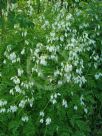 Dicentra formosa Alba