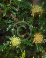 Dryandra squarrosa