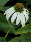 Echinacea purpurea White Swan