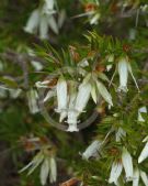 Epacris calvertiana