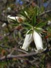 Epacris calvertiana