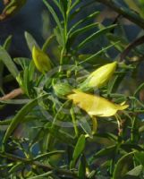 Eremophila maculata Aurea