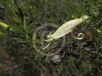 Eremophila maculata Aurea
