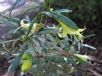 Eremophila maculata Aurea