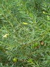 Eremophila maculata Aurea