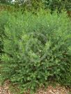 Eremophila maculata Aurea