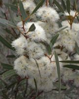 Eucalyptus rigidula