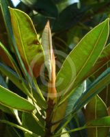 Ficus destruens