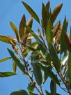 Ficus destruens