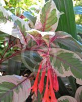 Fuchsia triphylla Firecracker