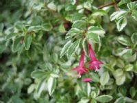 Fuchsia thymifolia Variegata